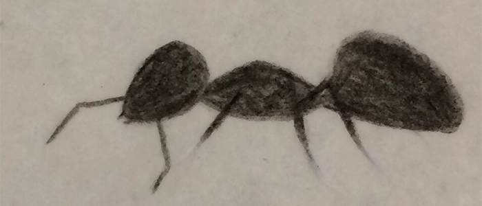 アリが入ってきたときの対処法